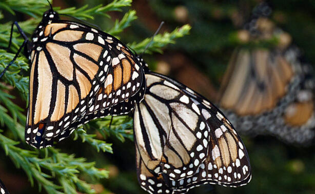 Butterfly